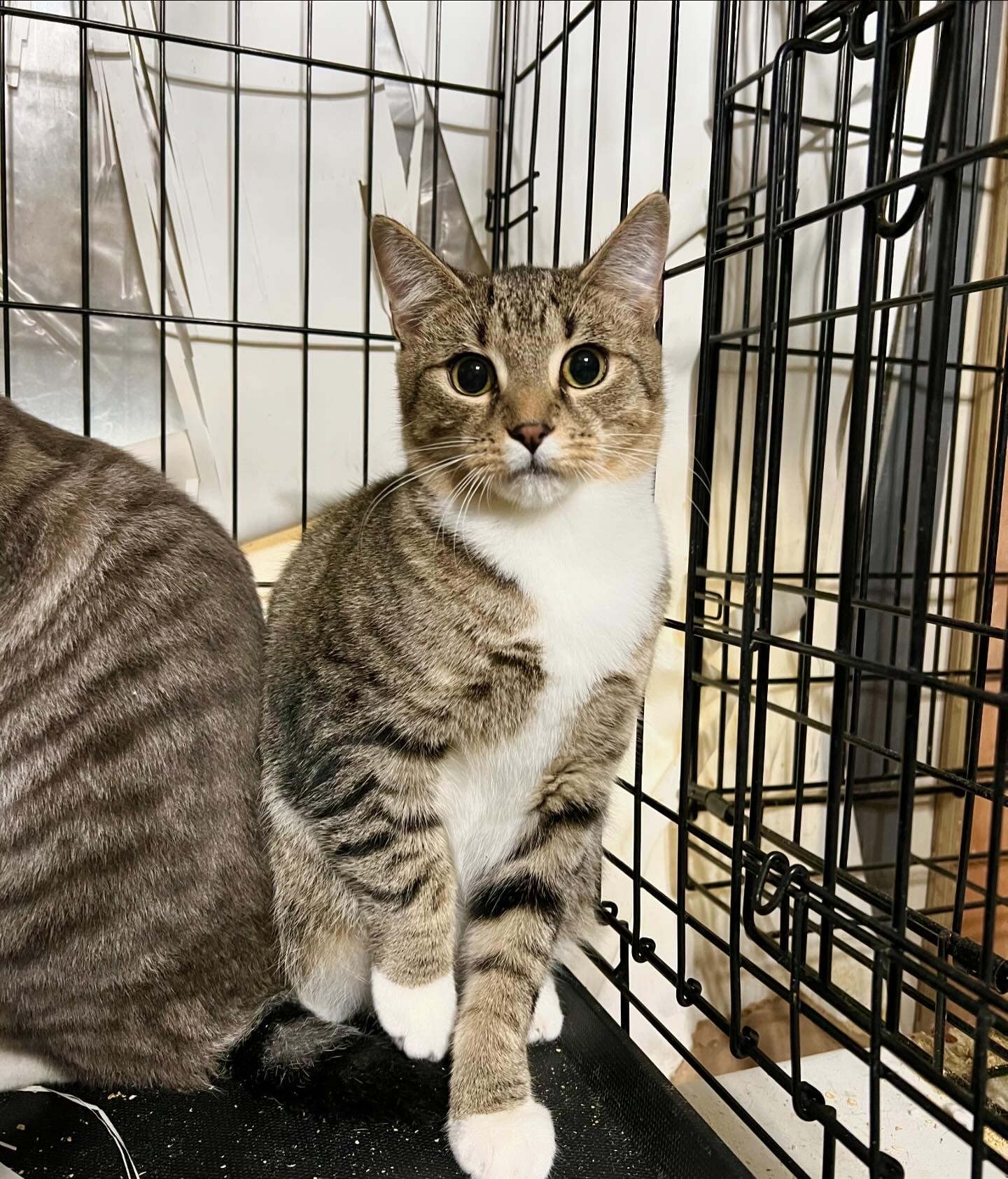 Bruce, an adoptable Domestic Short Hair in East Windsor, CT, 06088 | Photo Image 3