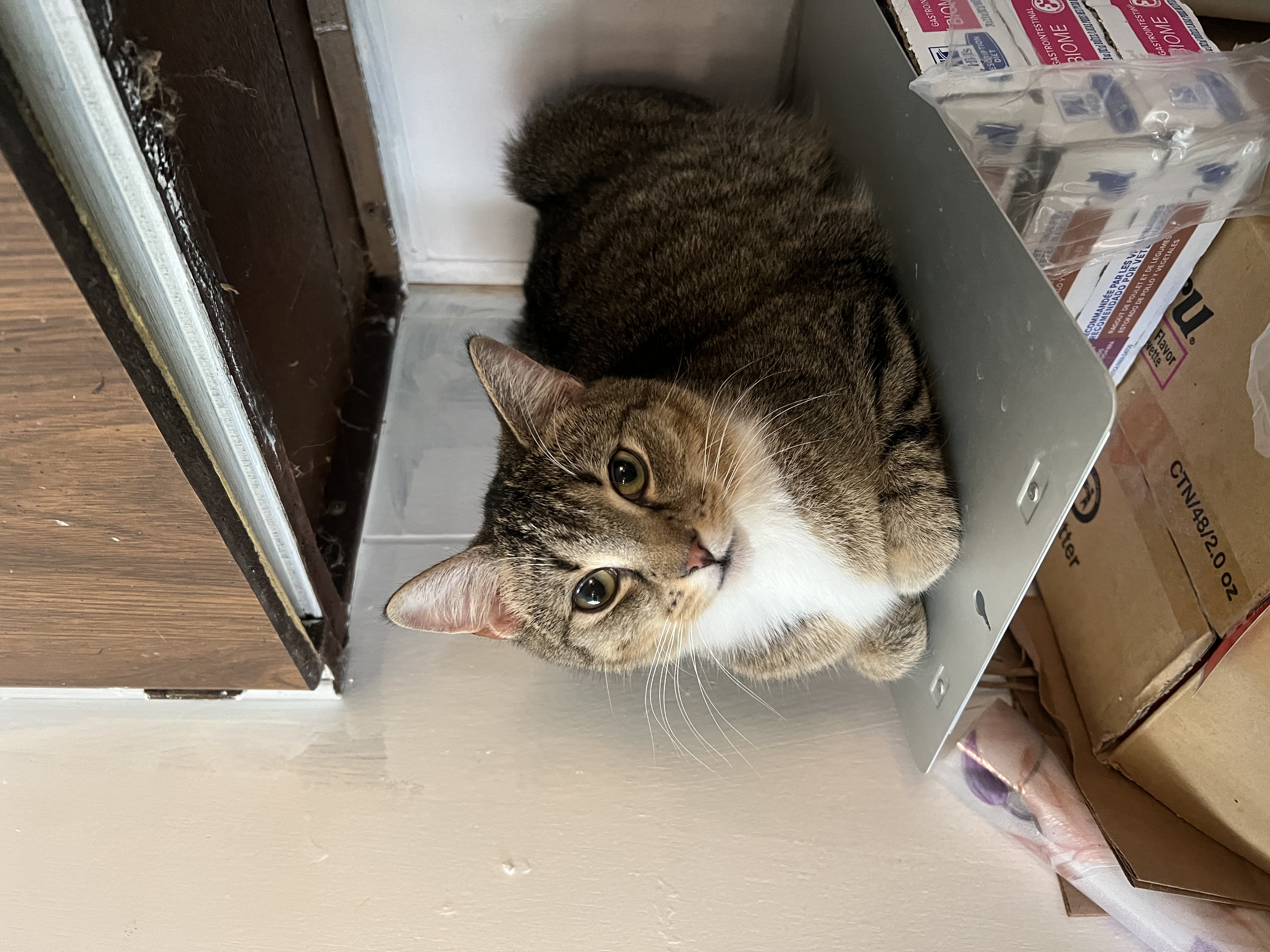 Bruce, an adoptable Domestic Short Hair in East Windsor, CT, 06088 | Photo Image 4