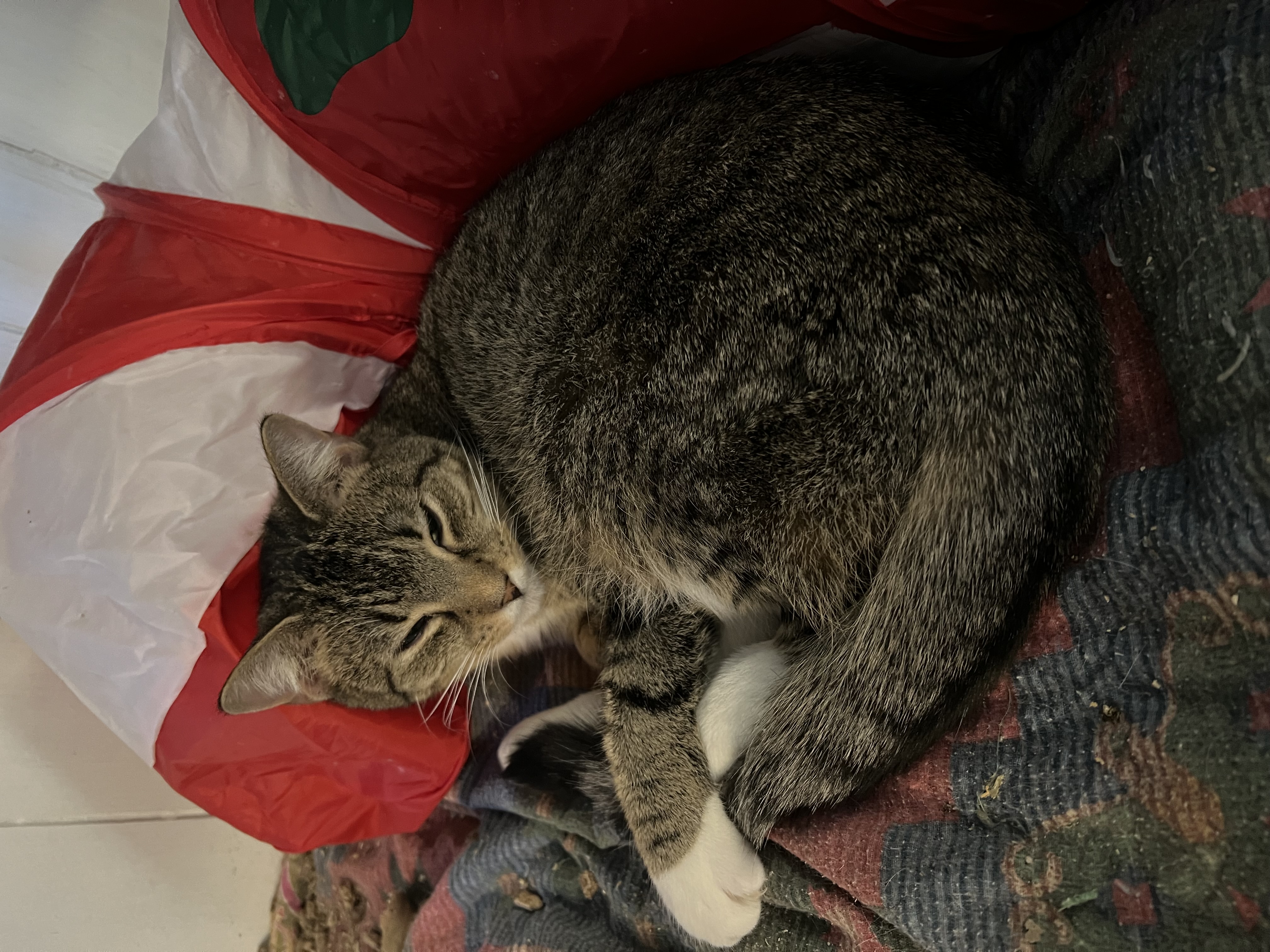 Bruce, an adoptable Domestic Short Hair in East Windsor, CT, 06088 | Photo Image 5