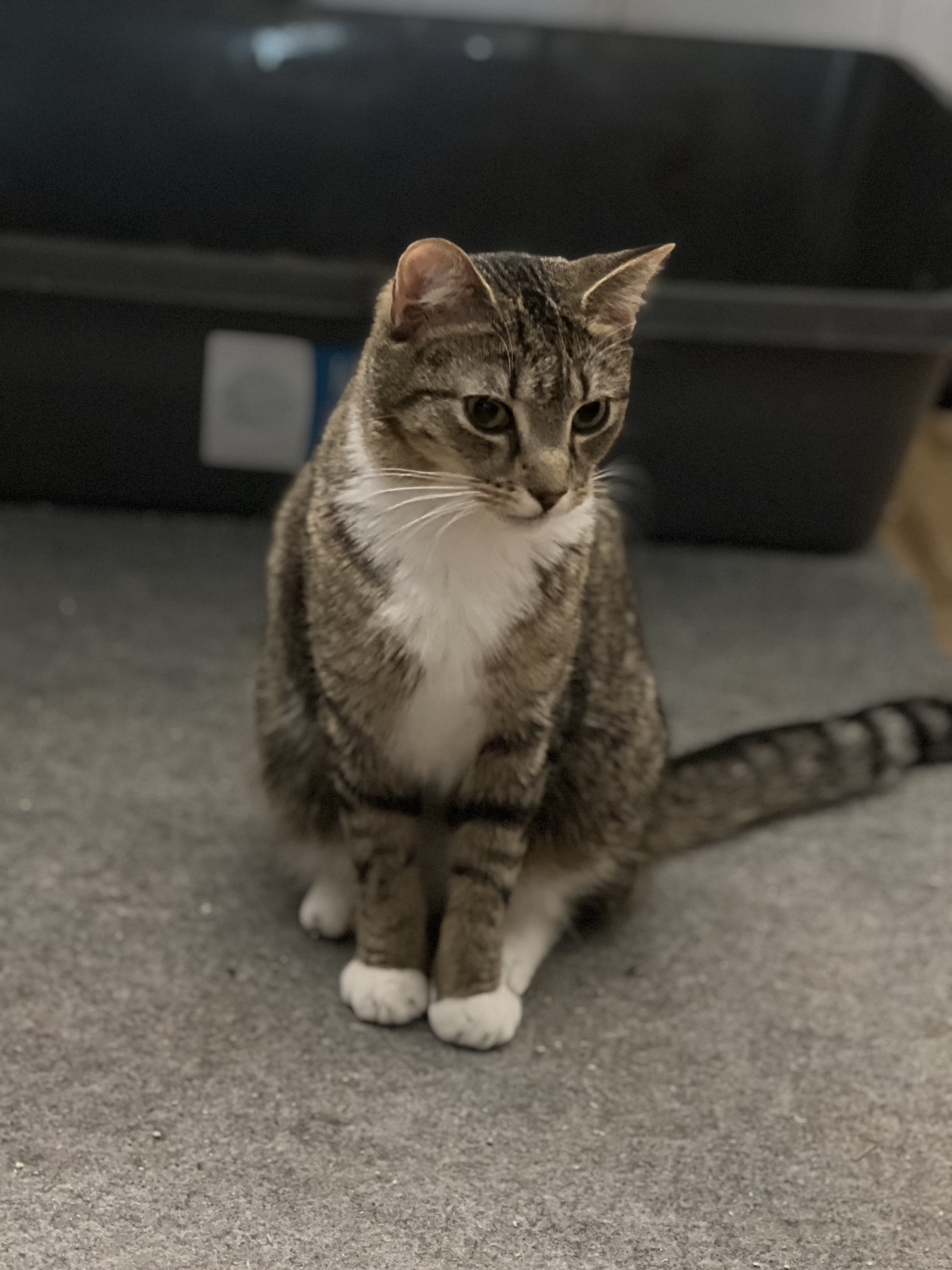 Bruce, an adoptable Domestic Short Hair in East Windsor, CT, 06088 | Photo Image 6