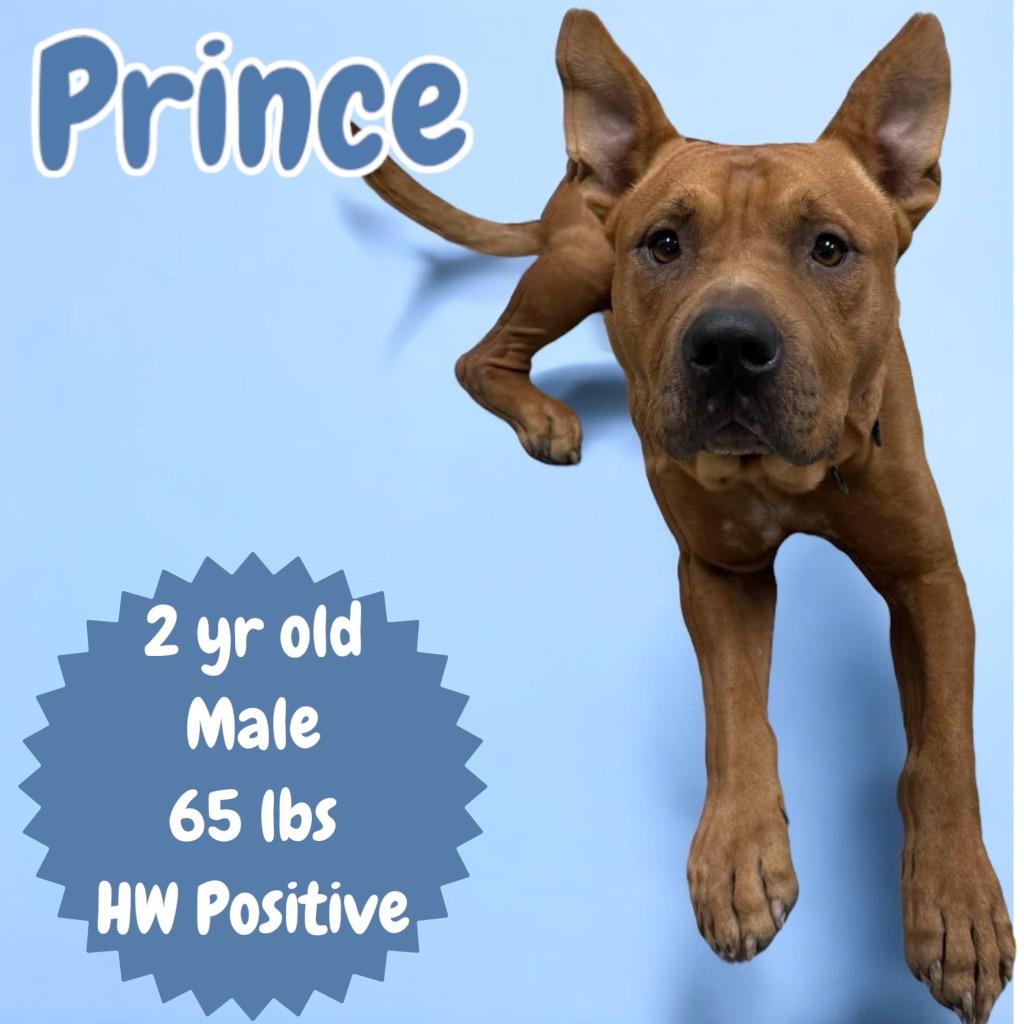 Enlarge Prince, a Adoptable mixed breed in Sorrento, LA image 1/4