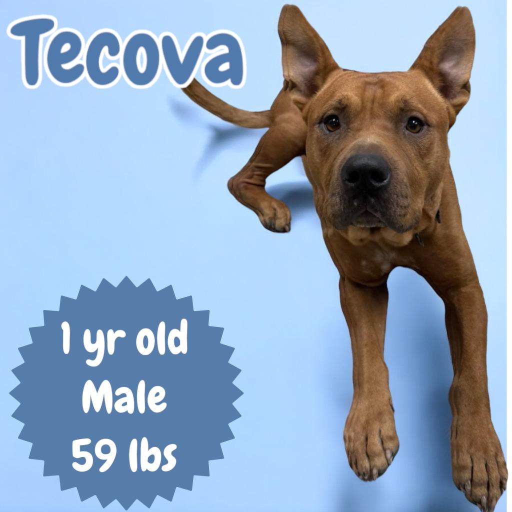 Enlarge Prince, a Adoptable mixed breed in Sorrento, LA image 3/4