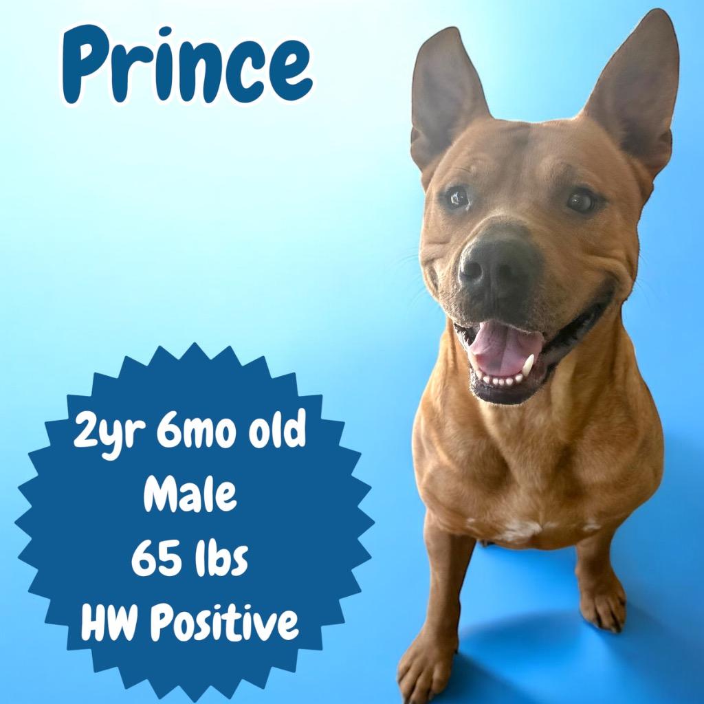Enlarge Prince, a Adoptable mixed breed in Sorrento, LA image 4/4