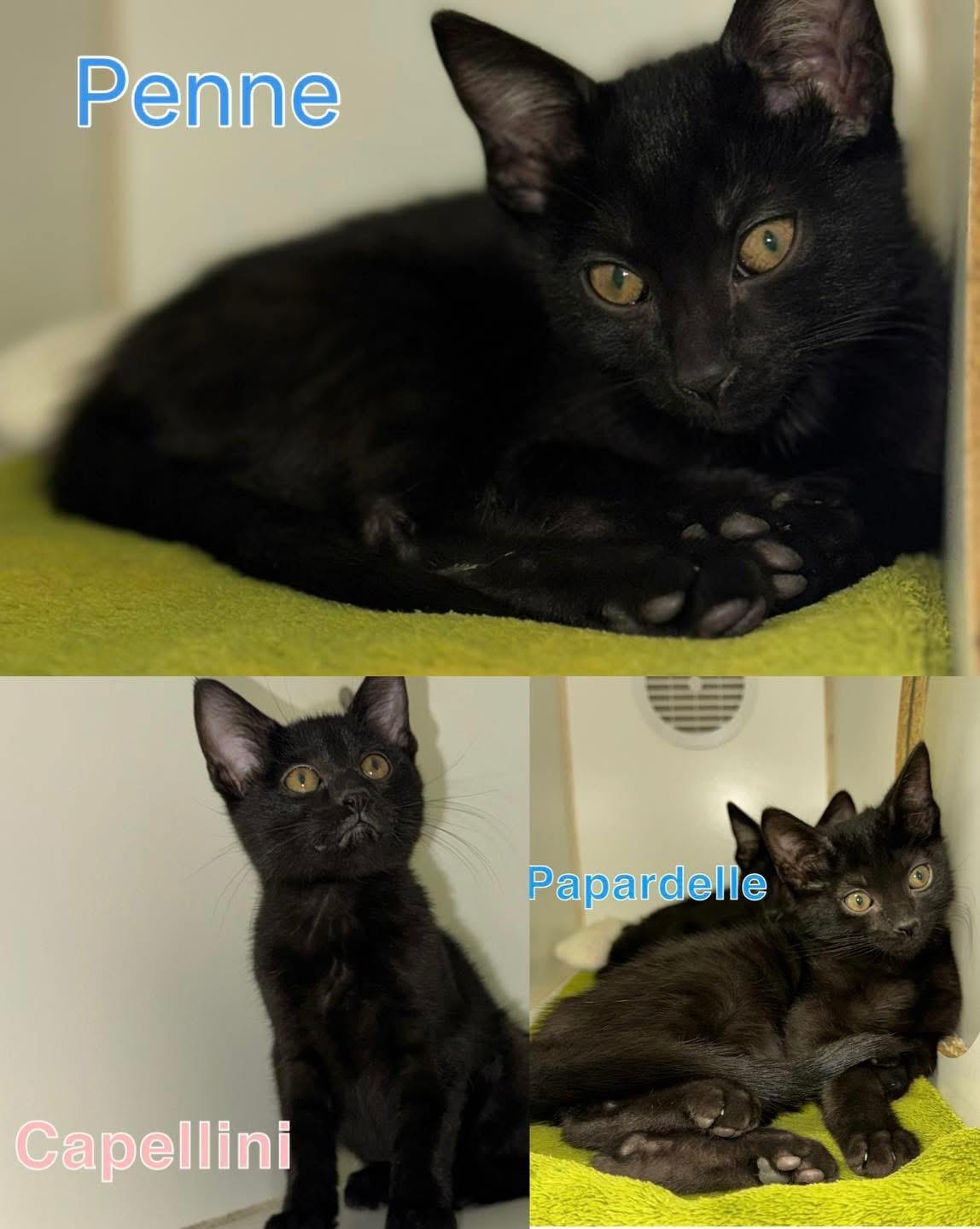 Enlarge Penne, Capellini, Pappardelle, a Adoptable Domestic Short Hair in Indianapolis, IN image 1/1