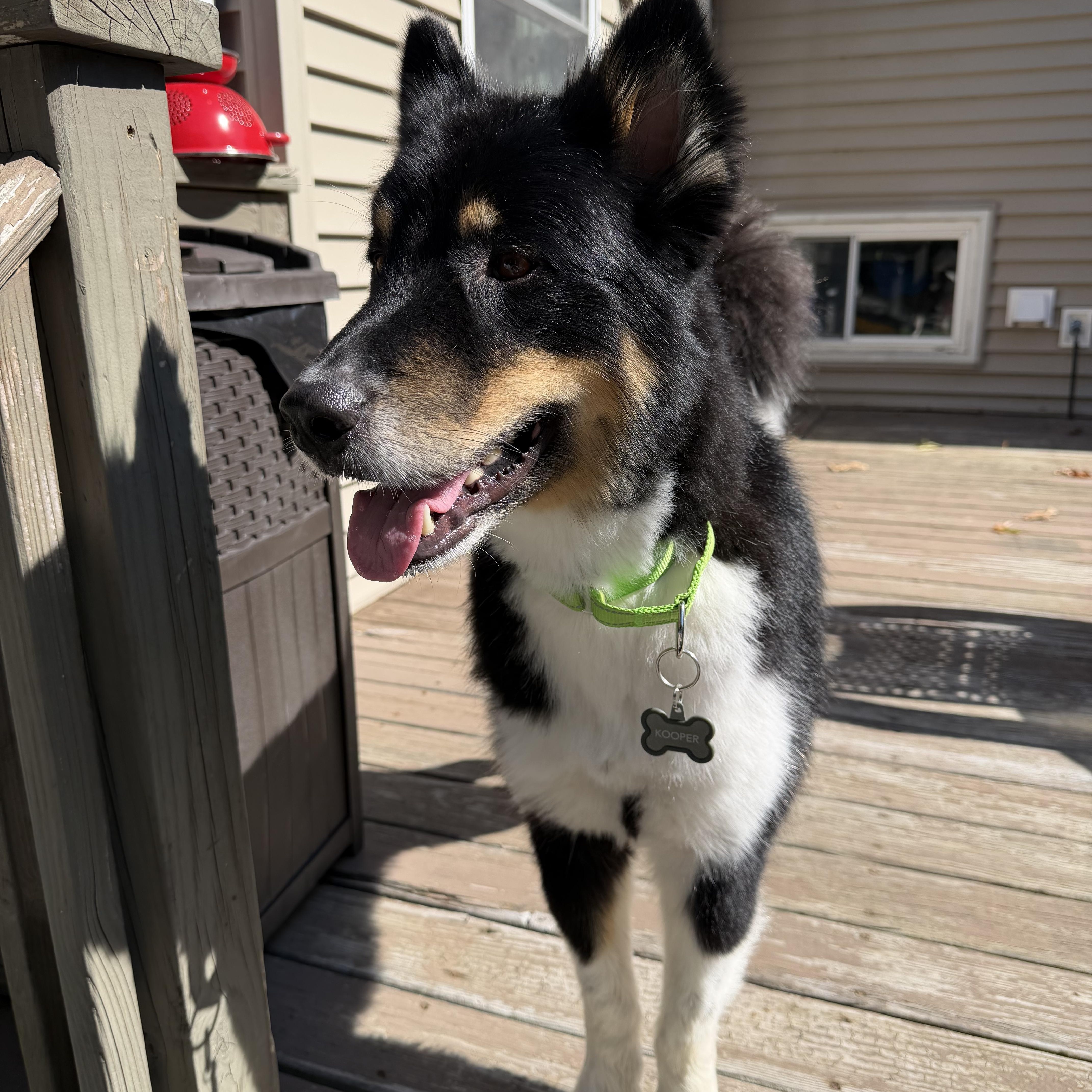 Enlarge Kooper, a Adoptable mixed breed in Rocky Point, NY image 3/6