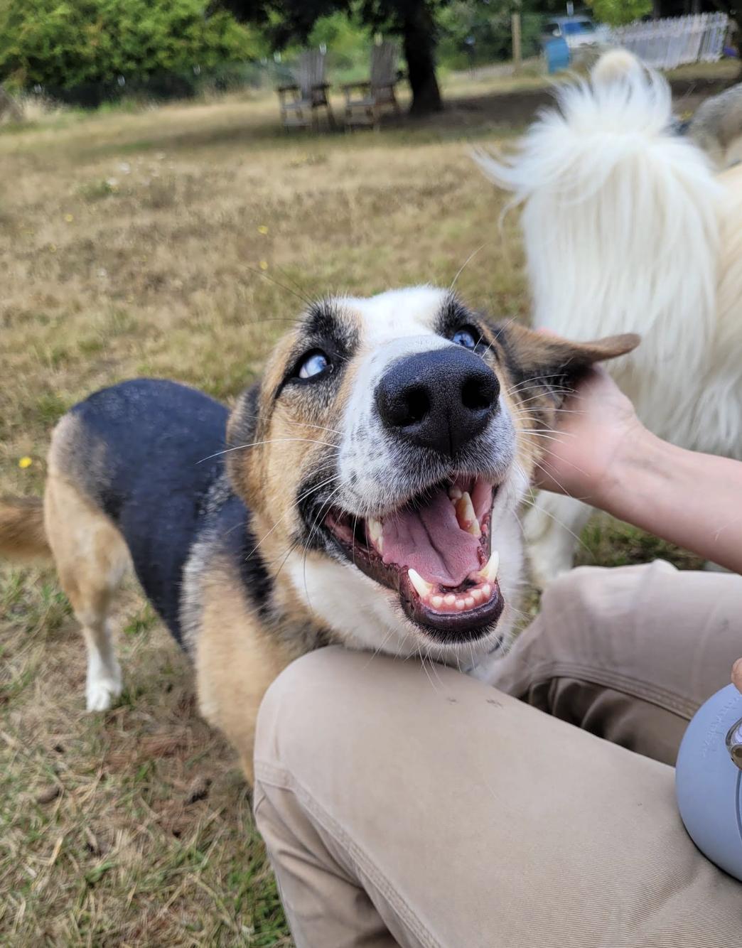 Enlarge Penny, a Adoptable mixed breed in PORTLAND, OR image 1/5
