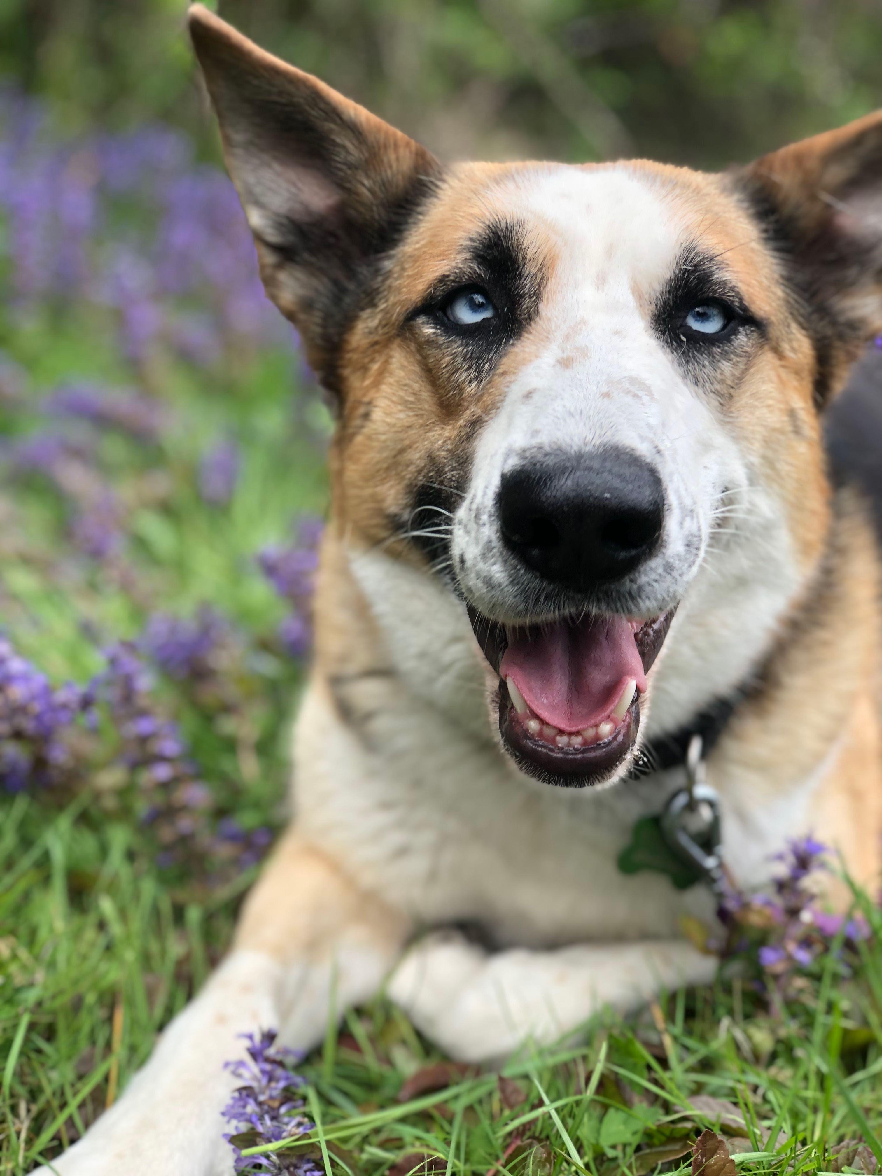 Enlarge Penny, a Adoptable mixed breed in PORTLAND, OR image 5/5