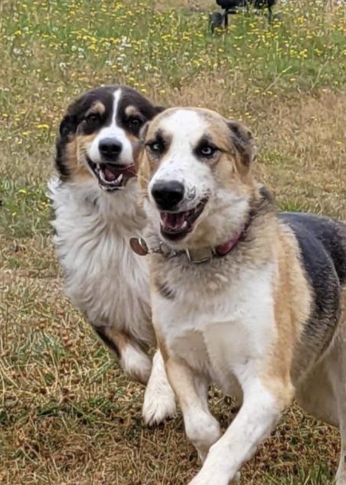 Enlarge Penny, a Adoptable mixed breed in PORTLAND, OR image 2/5