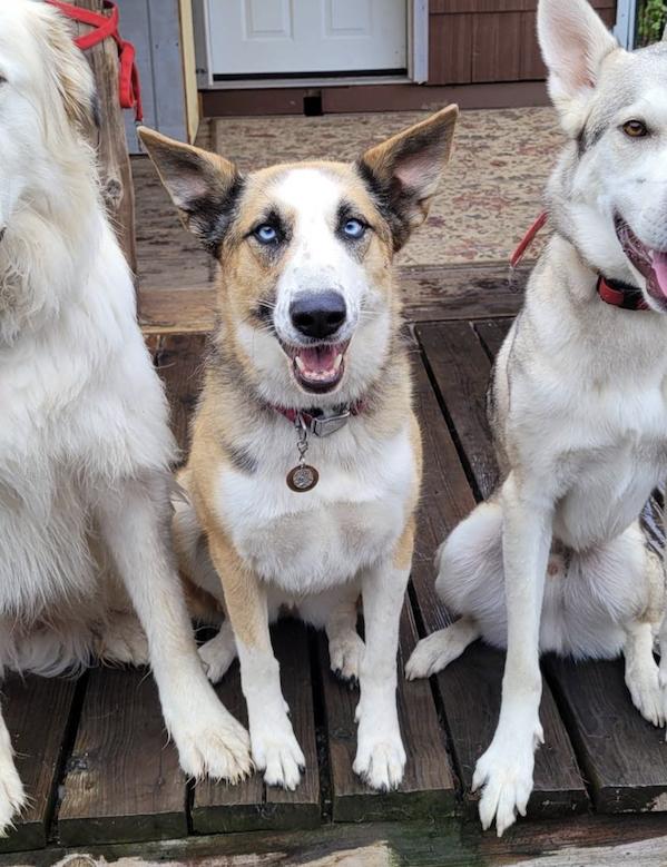 Enlarge Penny, a Adoptable mixed breed in PORTLAND, OR image 3/5