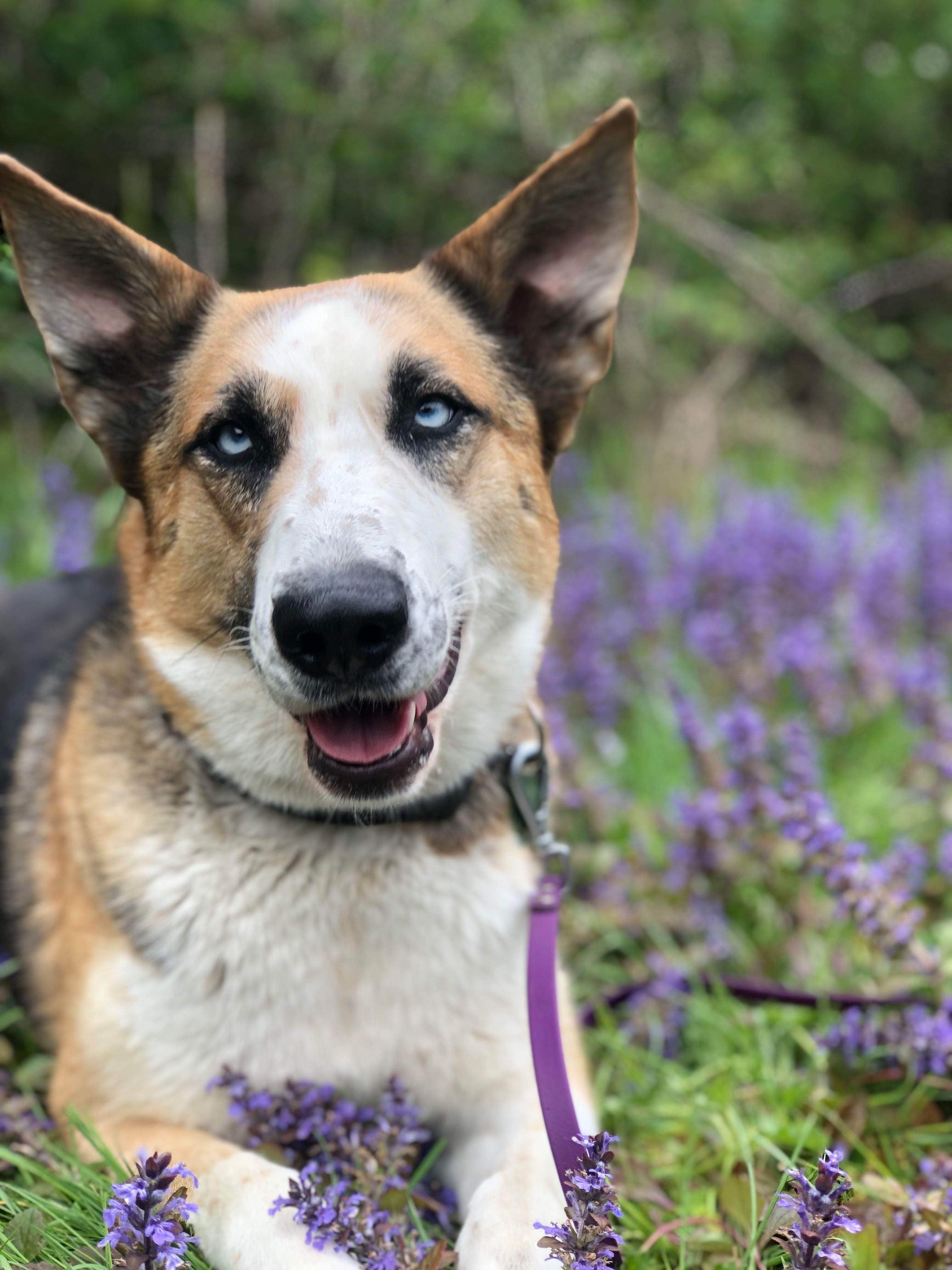 Enlarge Penny, a Adoptable mixed breed in PORTLAND, OR image 4/5