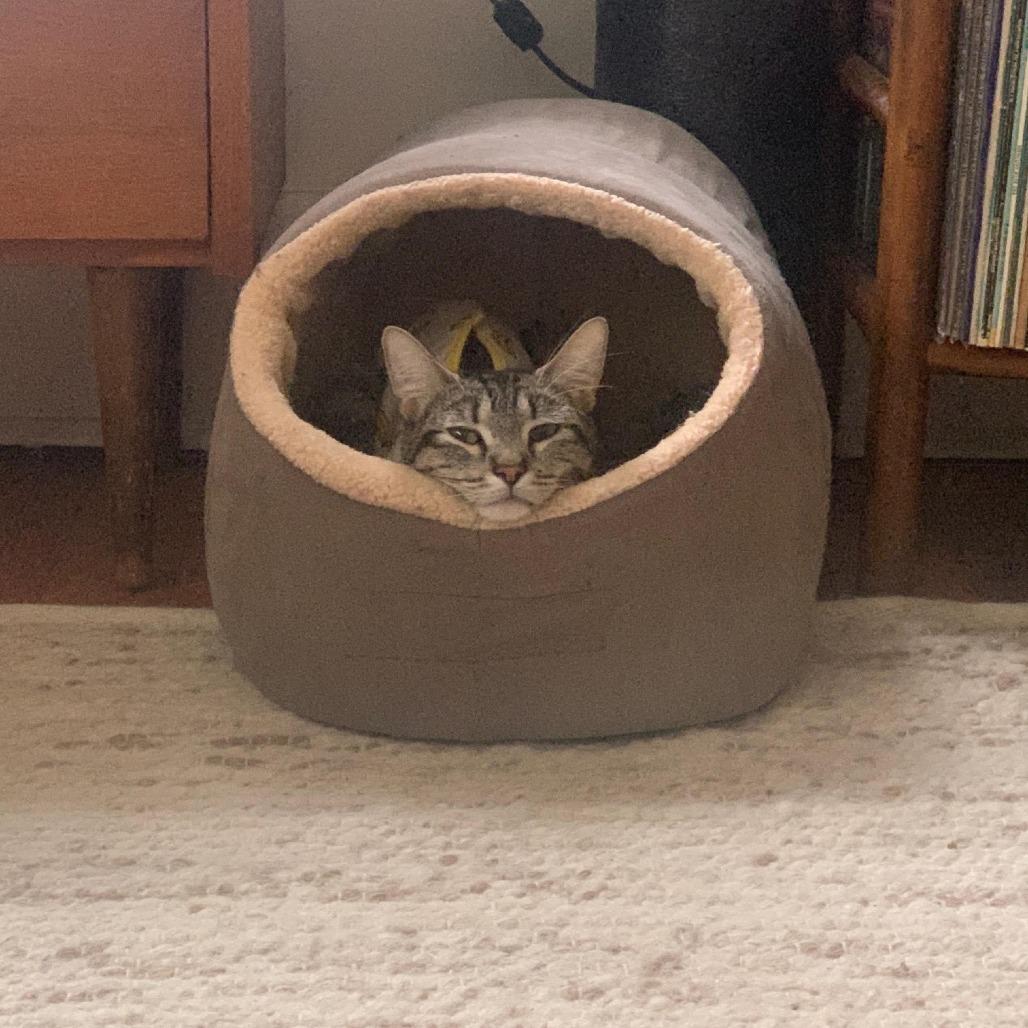 Tonks C69588, Adoptable, Adult Female Domestic Short Hair.