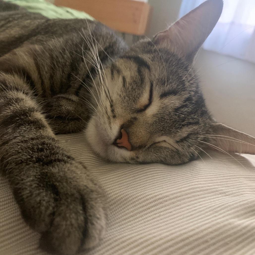 Tonks C69588, a Adoptable Domestic Short Hair in Minnetonka, MN image 2/6