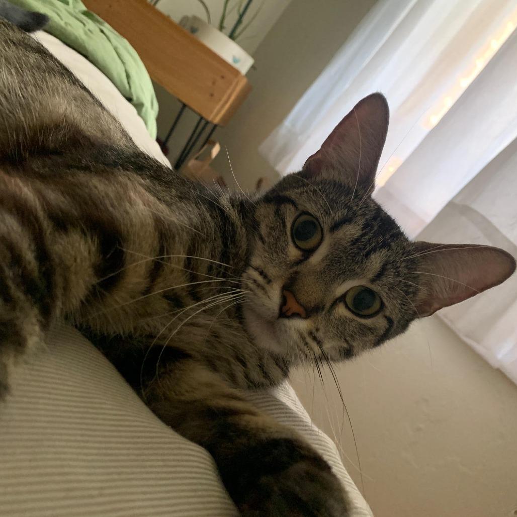 Tonks C69588, a Adoptable Domestic Short Hair in Minnetonka, MN image 3/6