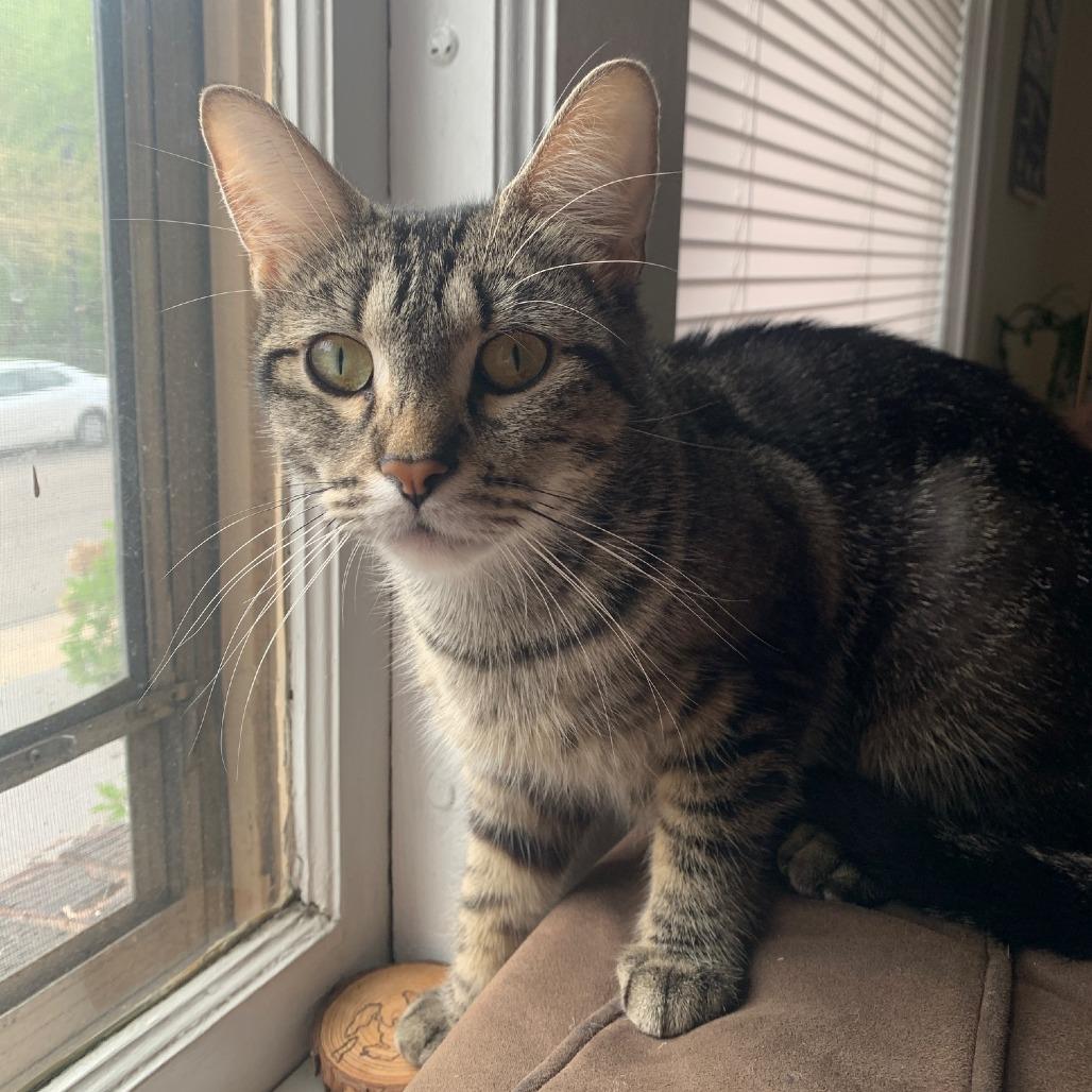 Tonks C69588, a Adoptable Domestic Short Hair in Minnetonka, MN image 4/6