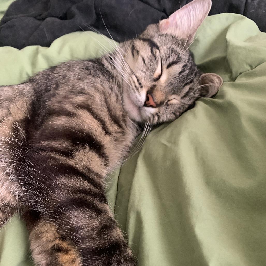 Tonks C69588, a Adoptable Domestic Short Hair in Minnetonka, MN image 5/6