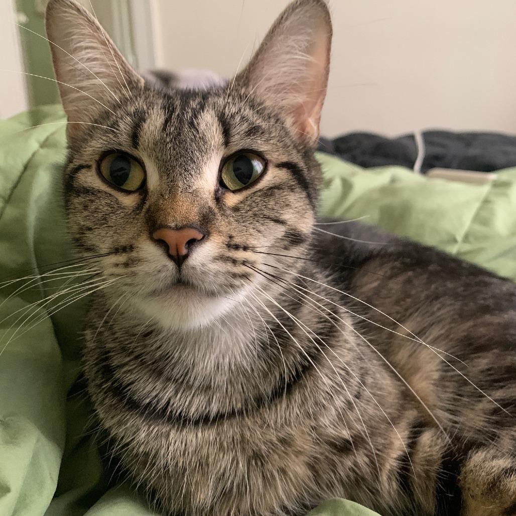Tonks C69588, a Adoptable Domestic Short Hair in Minnetonka, MN image 6/6
