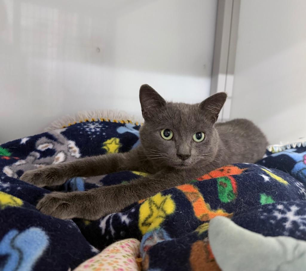 Zitan, Adoptable, Young Male Domestic Short Hair.