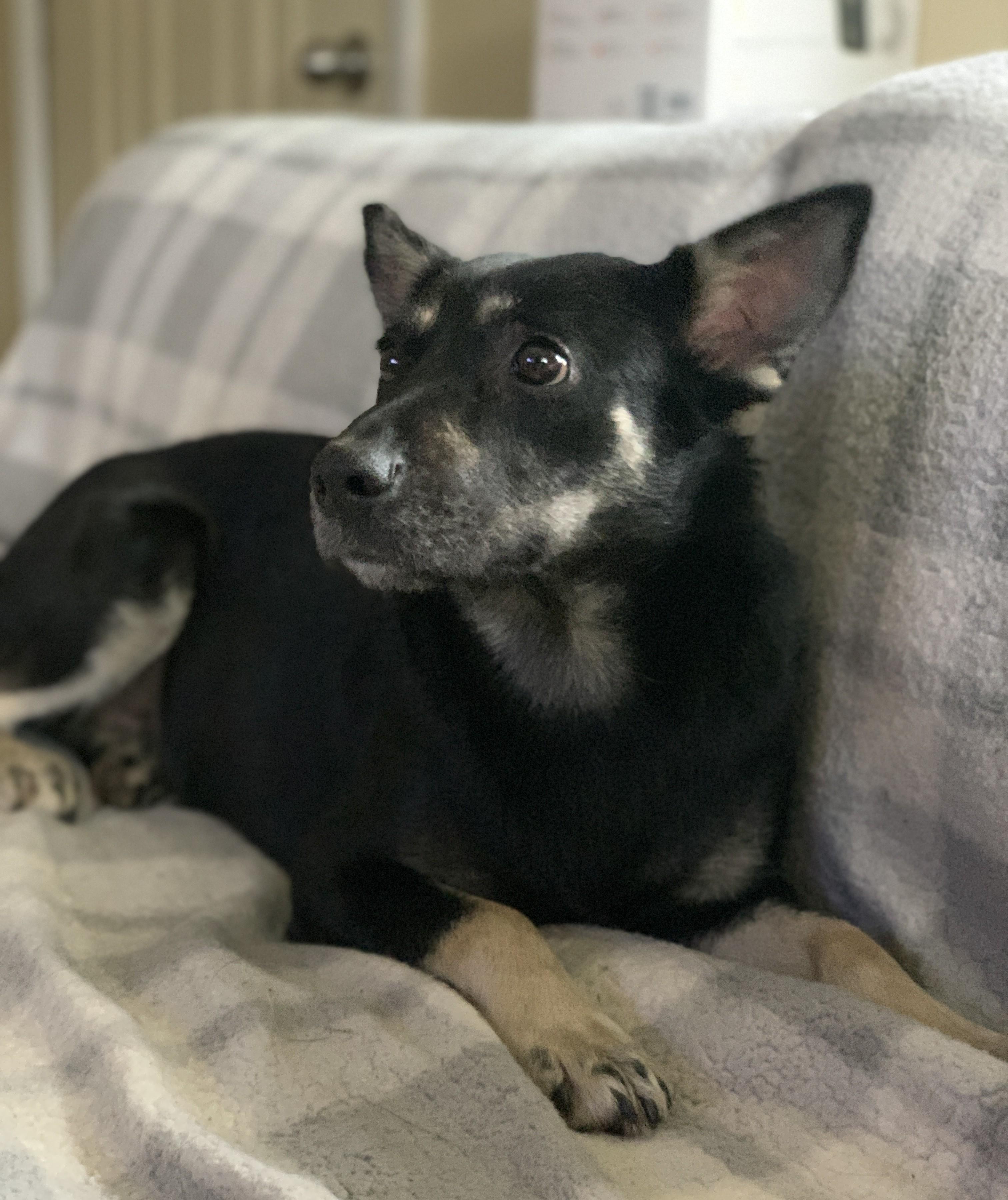 Zoey, a ADOPTABLE mixed breed in Minneapolis, MN image 3/6
