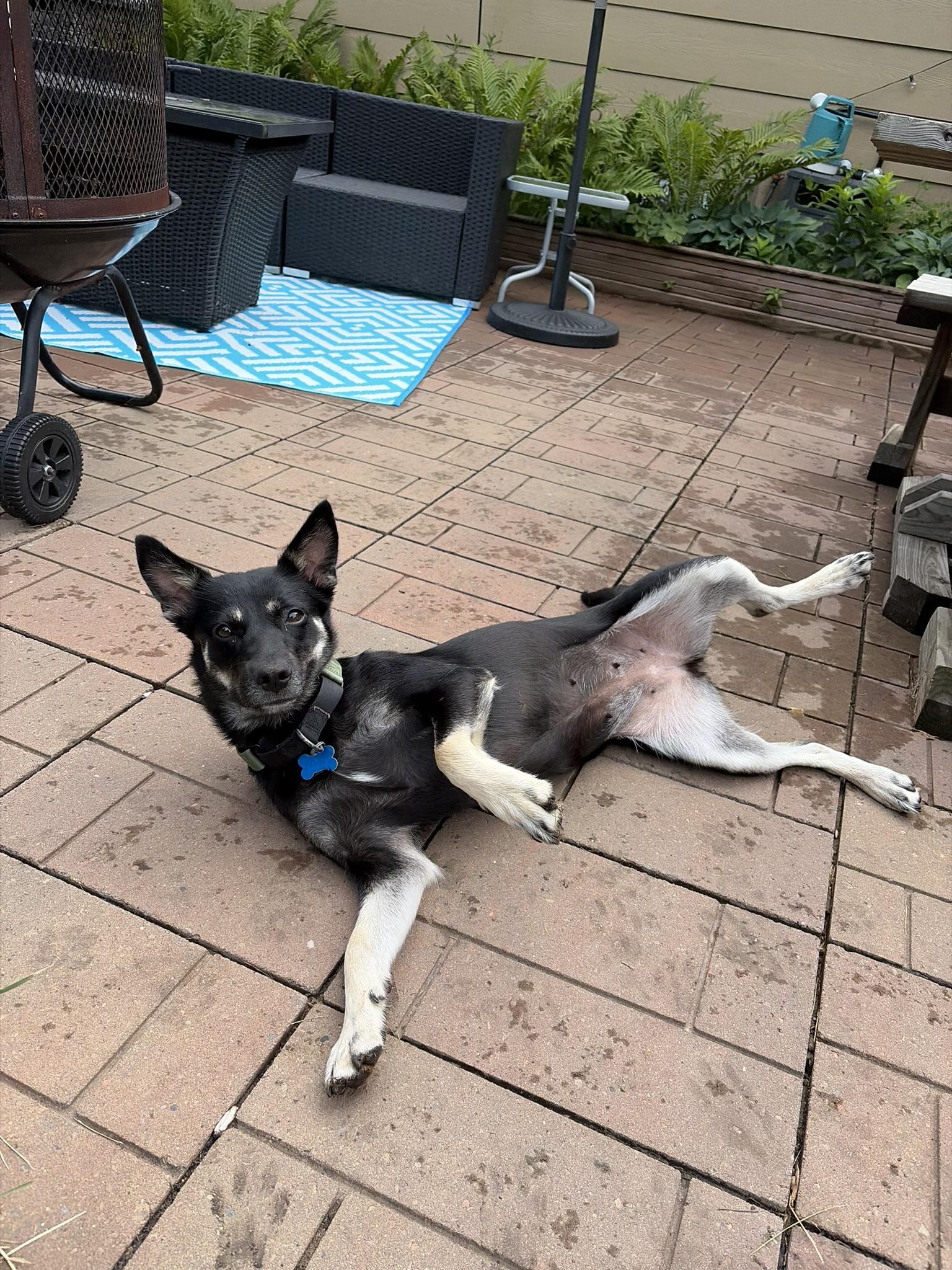 Zoey, ADOPTABLE, Young Female Shepherd & Mixed Breed.