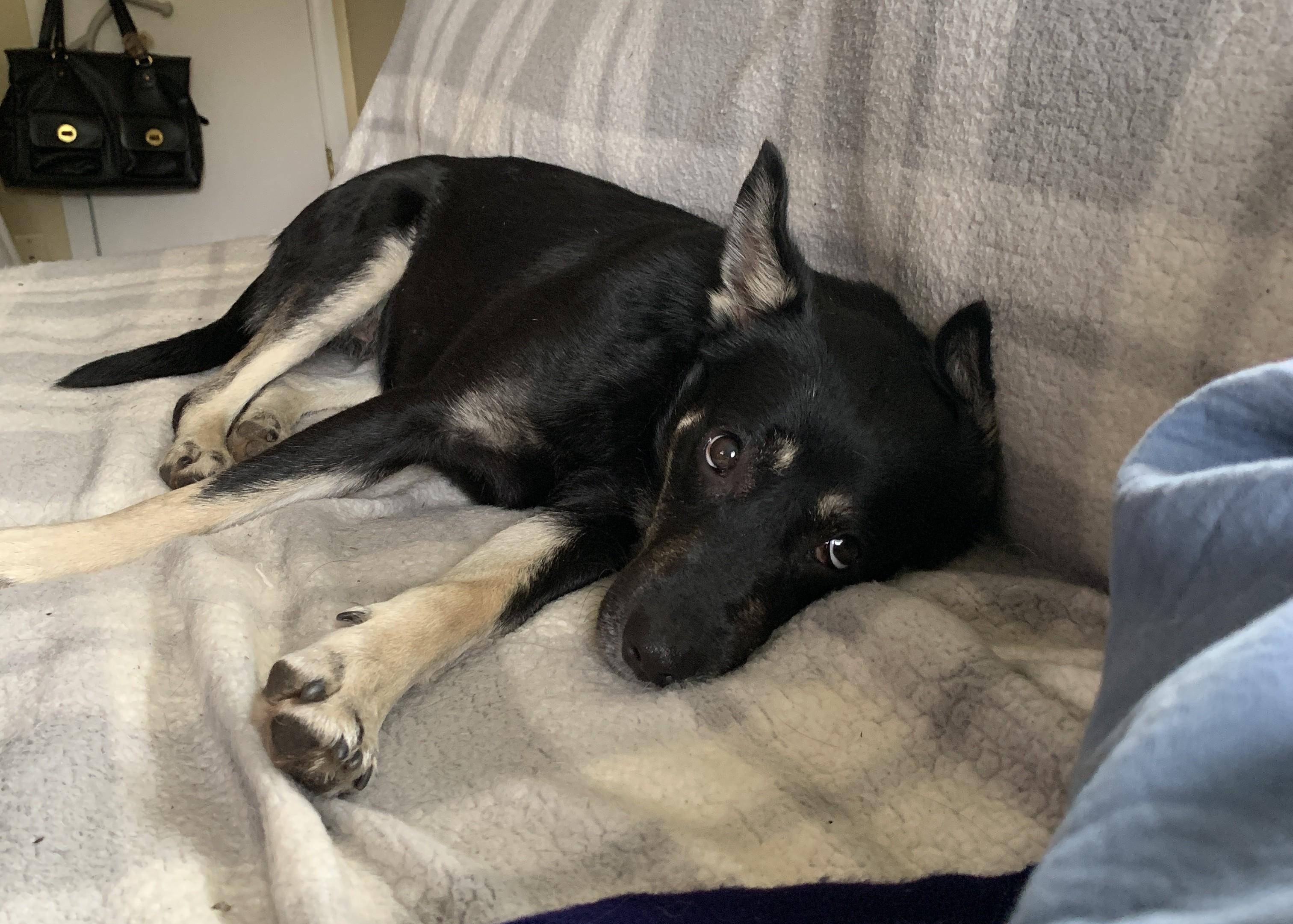 Zoey, a ADOPTABLE mixed breed in Minneapolis, MN image 2/6