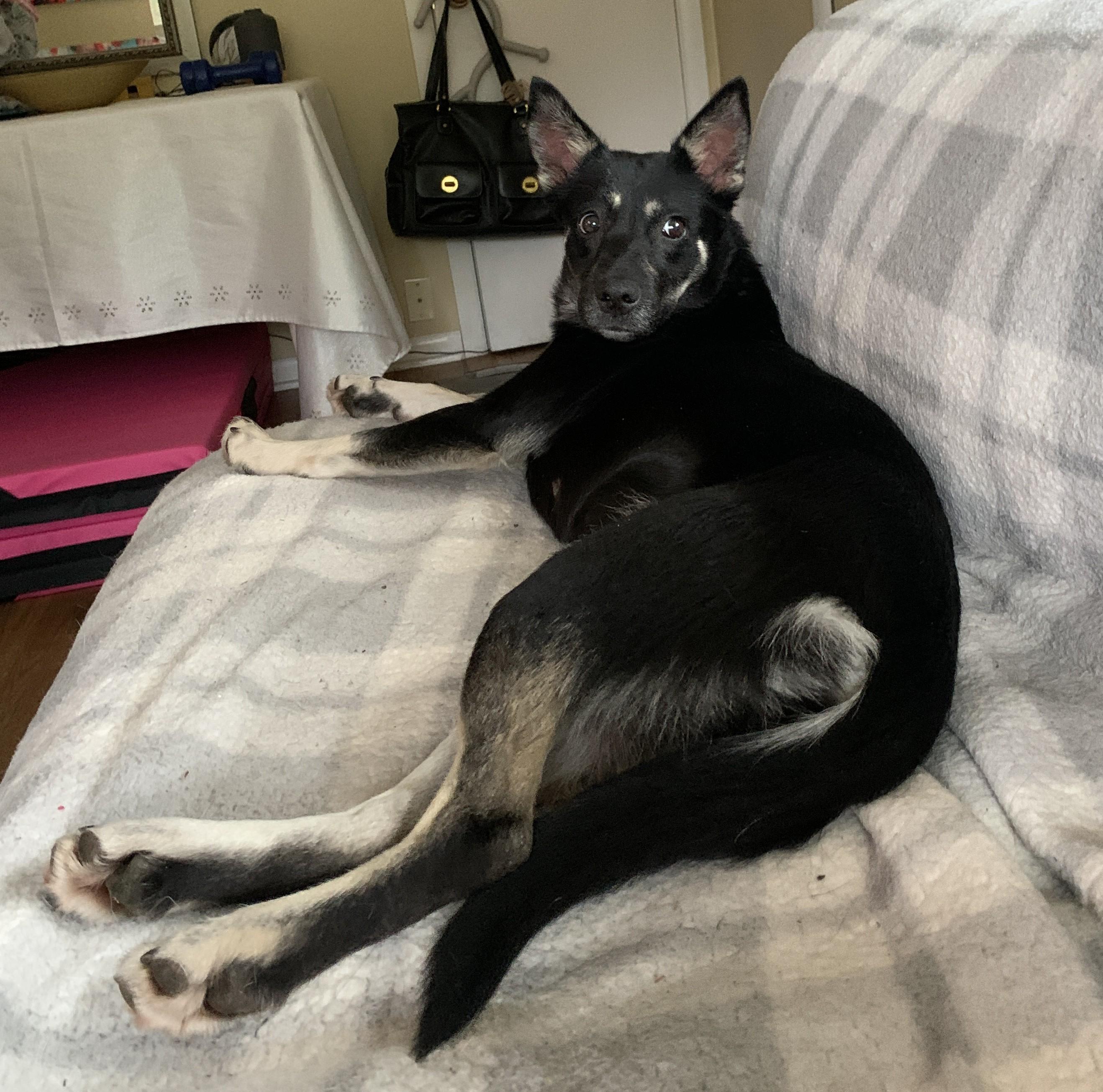 Zoey, a ADOPTABLE mixed breed in Minneapolis, MN image 5/6