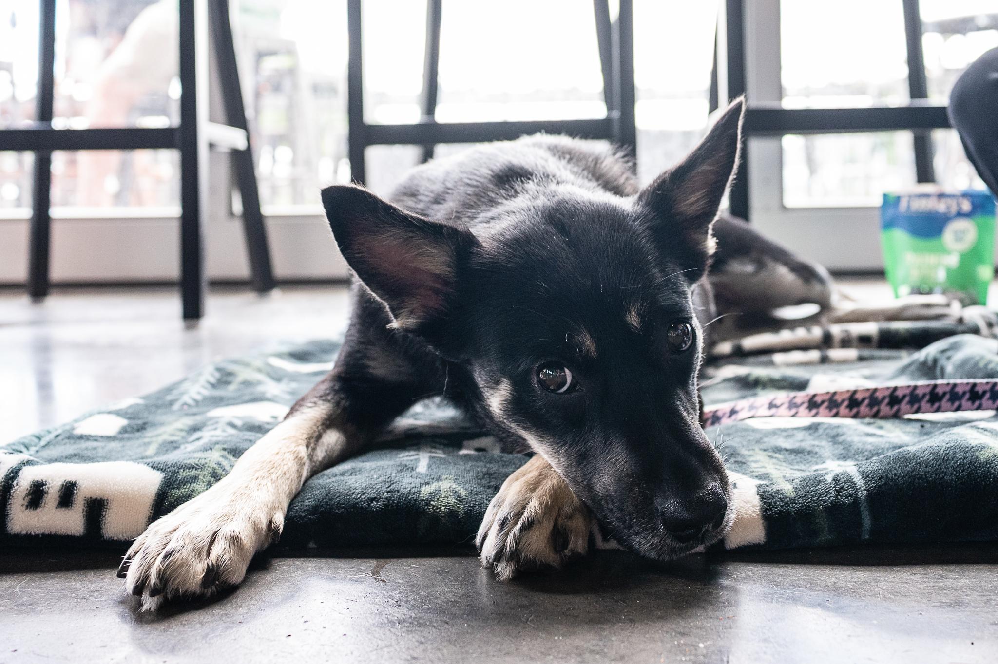 Zoey, a ADOPTABLE mixed breed in Minneapolis, MN image 6/6