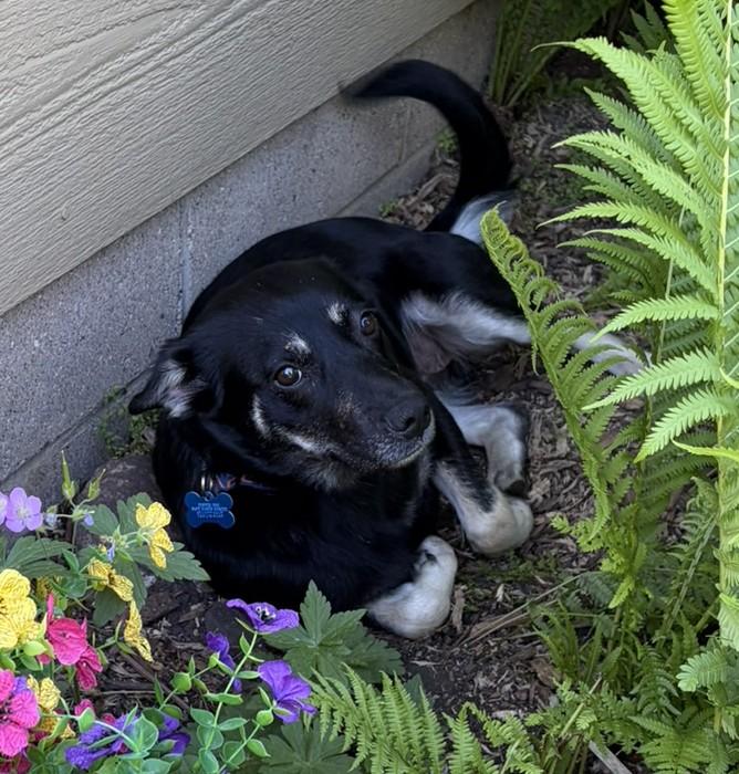 Zoey, a ADOPTABLE mixed breed in Minneapolis, MN image 4/6