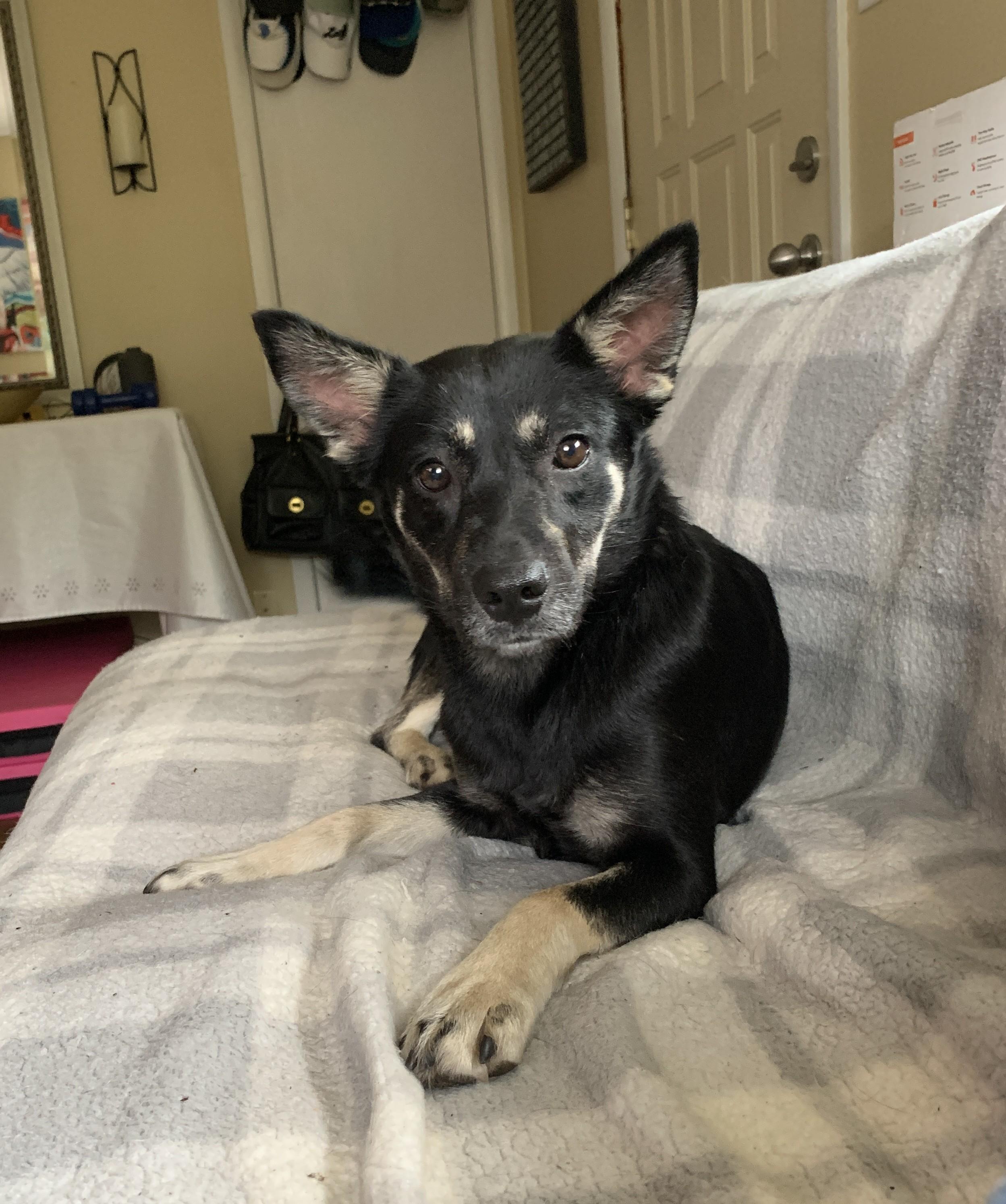 Zoey, ADOPTABLE, Adult Female Shepherd & Mixed Breed.