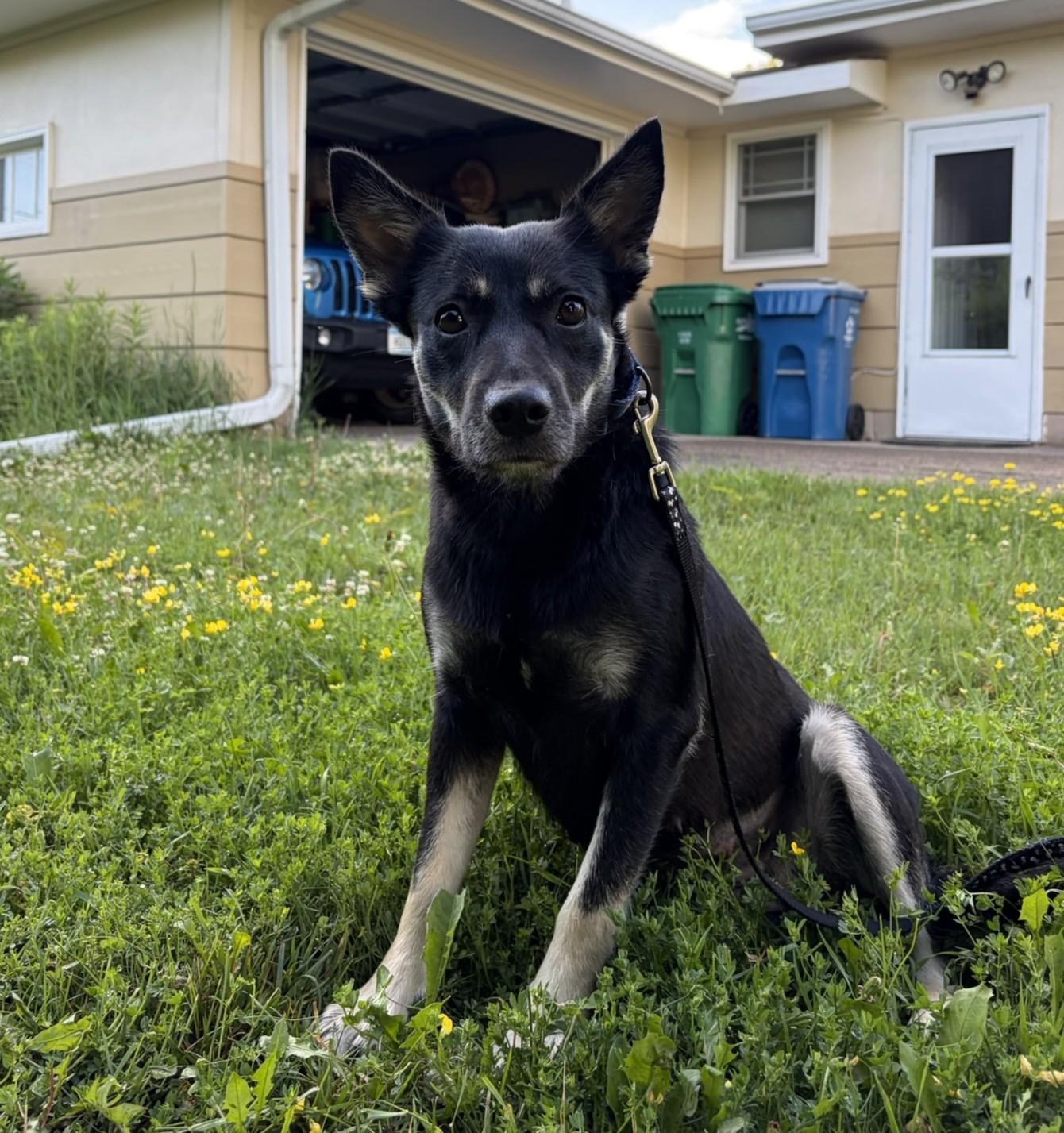 Zoey, a ADOPTABLE mixed breed in Minneapolis, MN image 3/6