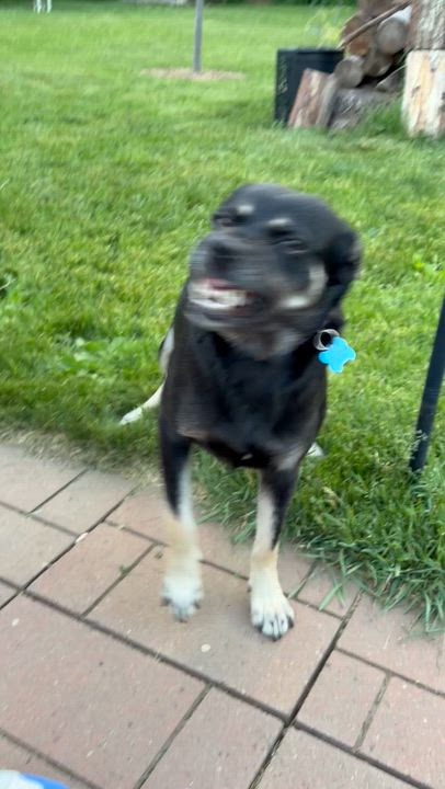 Enlarge Zoey, a ADOPTABLE mixed breed in Minneapolis, MN video 5/6
