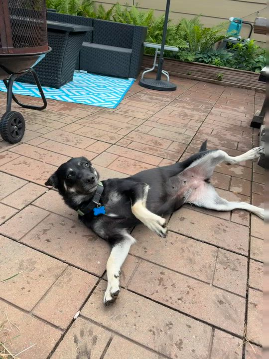 Enlarge Zoey, a ADOPTABLE mixed breed in Minneapolis, MN video 2/6