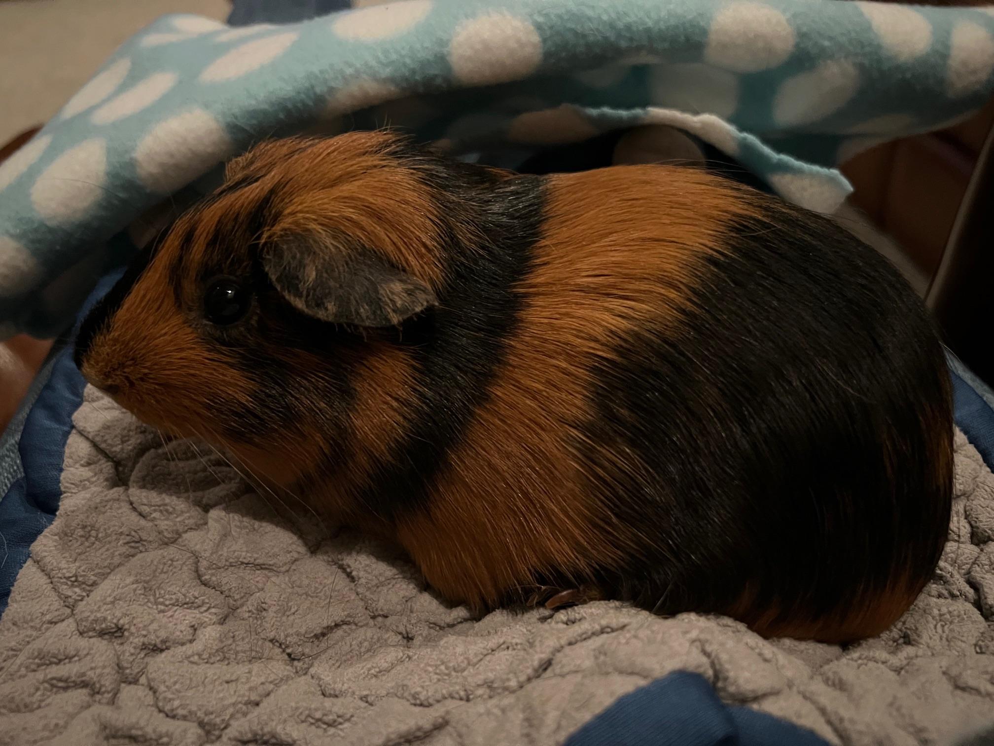 Hazel, adopted, Young Female Short-Haired.