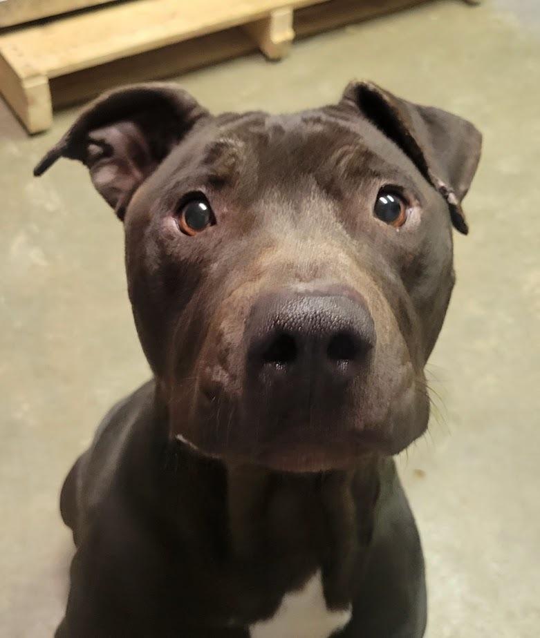 LEVI 008-26, ADOPTABLE, Adult Male Pit Bull Terrier.