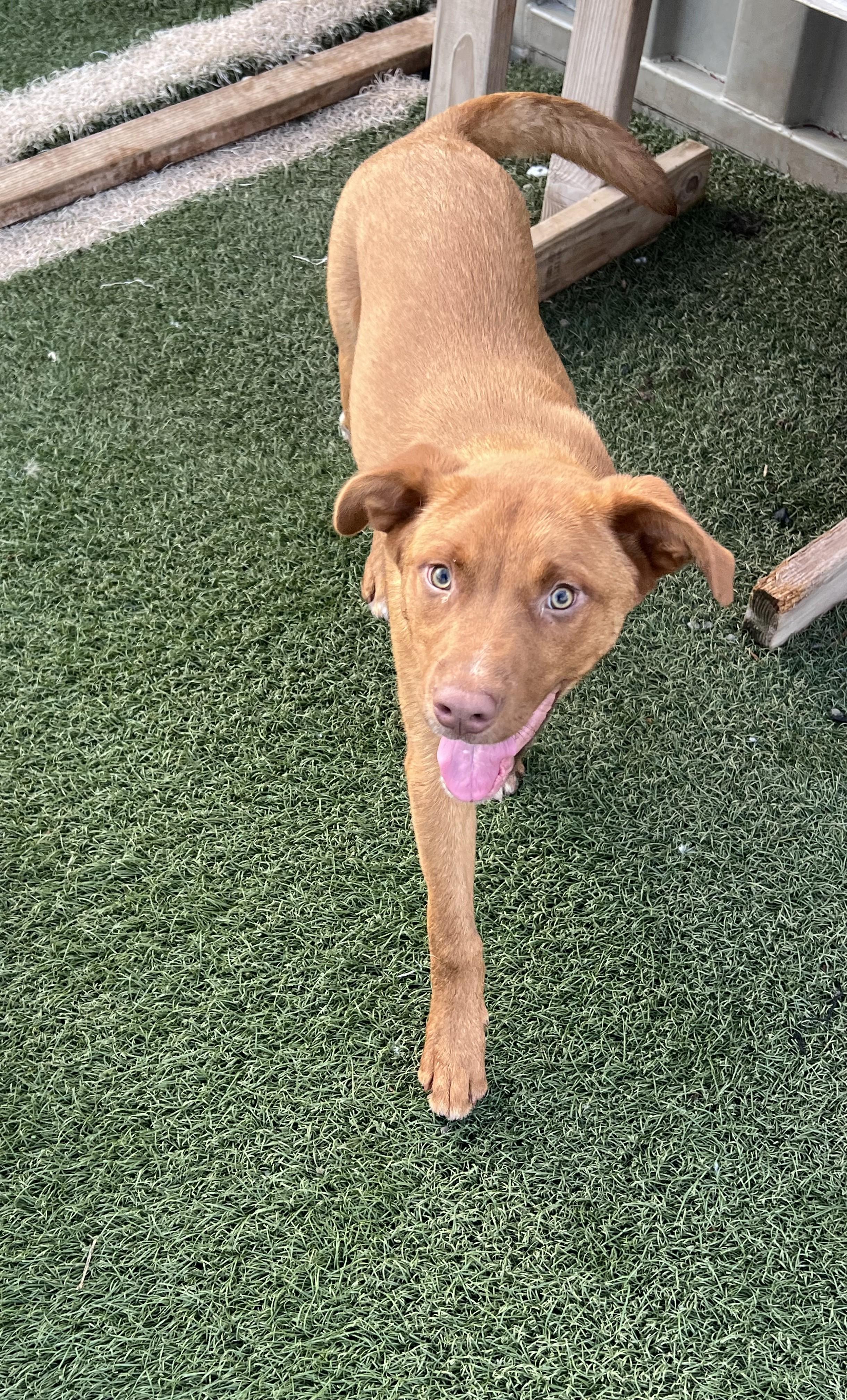 Jake, Adopted, Young Male Cattle Dog.