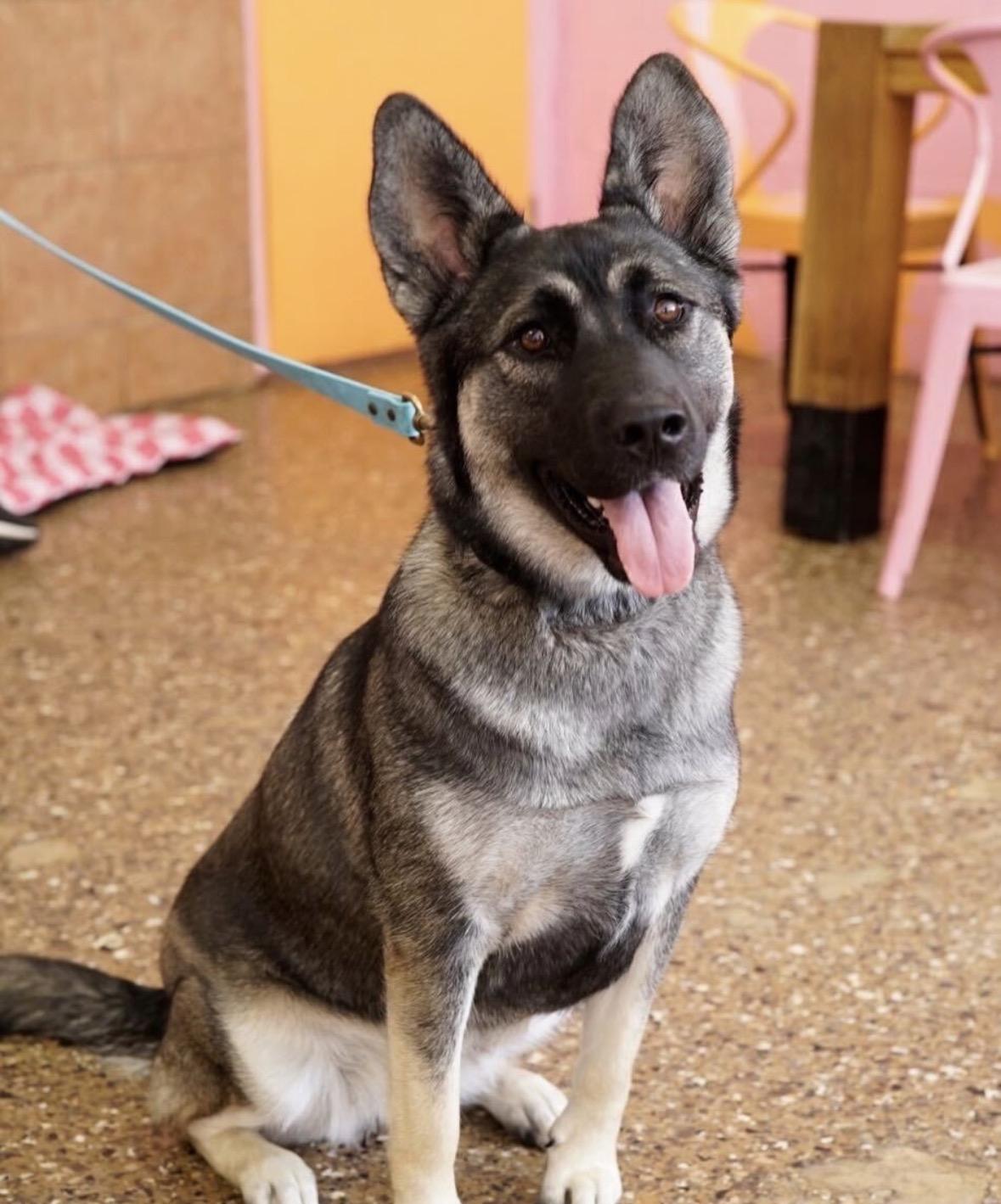 Enlarge Elfie, a Adoptable mixed breed in Pasadena, CA image 4/5