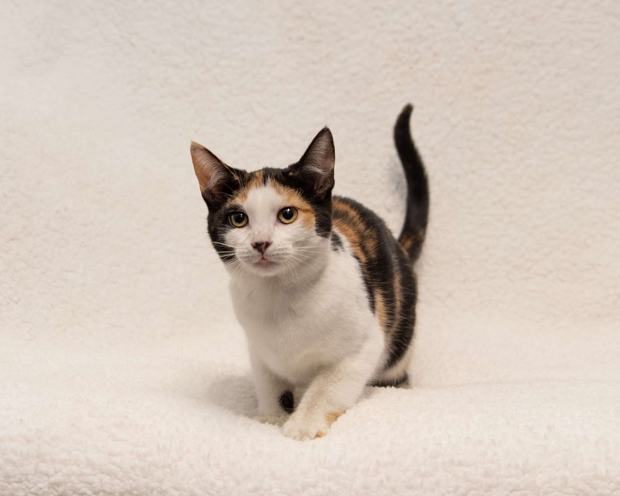 Cinderella, Adoptable, Adult Female Calico.
