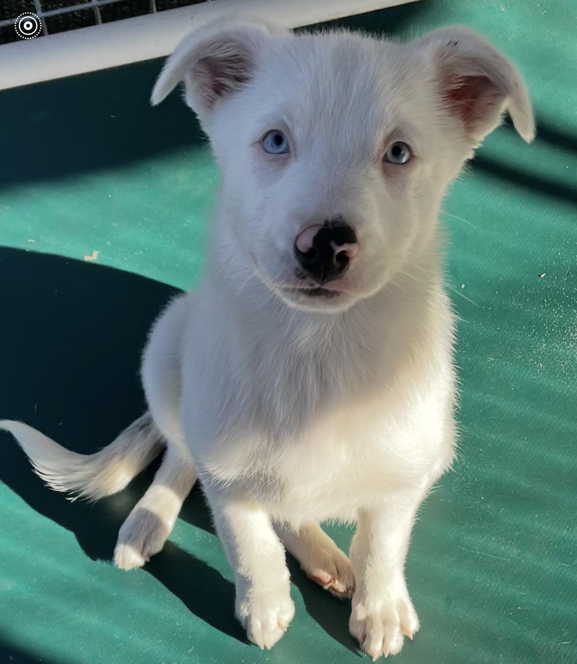 Enlarge Evie, a ADOPTABLE mixed breed in Ruskin, FL image 1/3