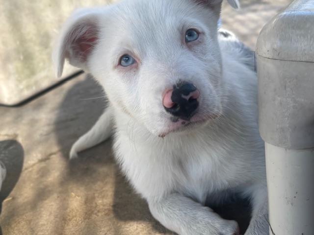 Enlarge Evie, a ADOPTABLE mixed breed in Ruskin, FL image 2/3