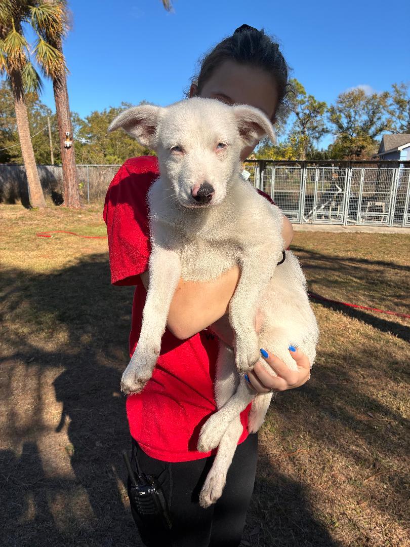 Enlarge Evie, a ADOPTABLE mixed breed in Ruskin, FL image 3/3