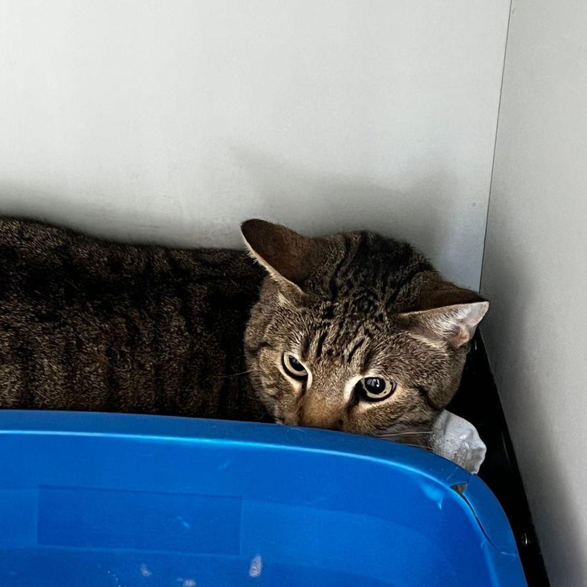 Enlarge Zander, a Adoptable Domestic Short Hair in Kingman, AZ image 2/2