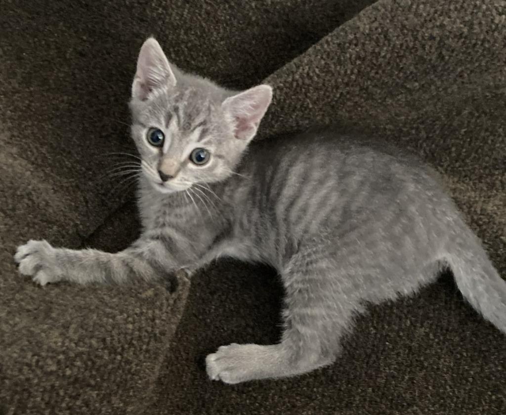 Enlarge Hermione, a Adoptable mixed breed in HUNTINGTON BEACH, CA image 5/6
