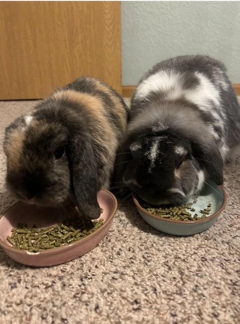 Valkyrie & Bucky, a Adoptable mixed breed in Edina, MN image 4/5