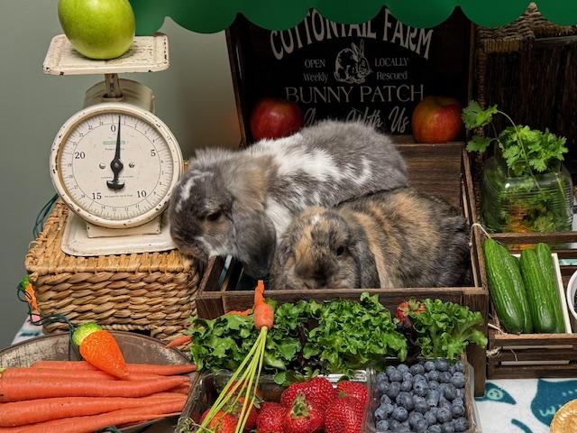 Valkyrie & Bucky, Adoptable, Adult Male Holland Lop.