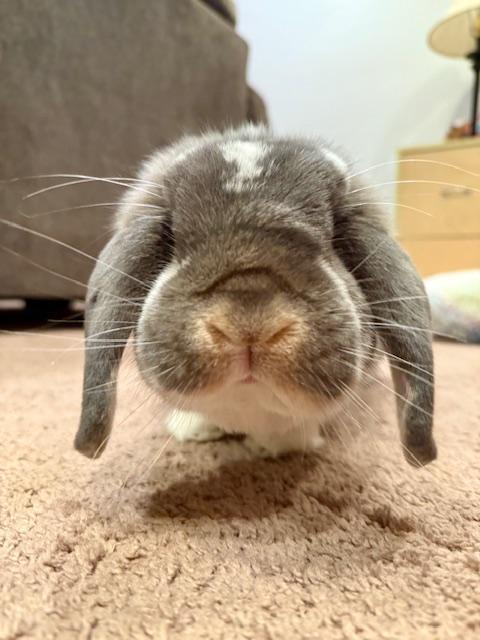 Valkyrie & Bucky, a Adoptable mixed breed in Edina, MN image 5/5