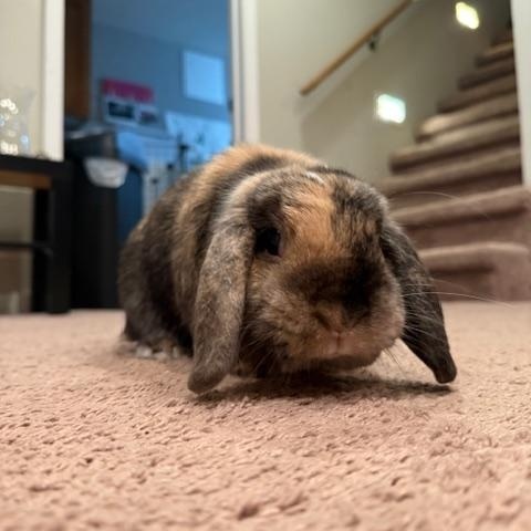Valkyrie & Bucky, a Adoptable mixed breed in Edina, MN image 2/5