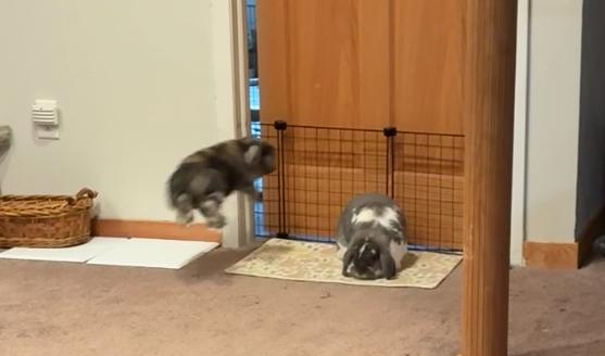 Valkyrie & Bucky, a Adoptable mixed breed in Edina, MN image 3/5