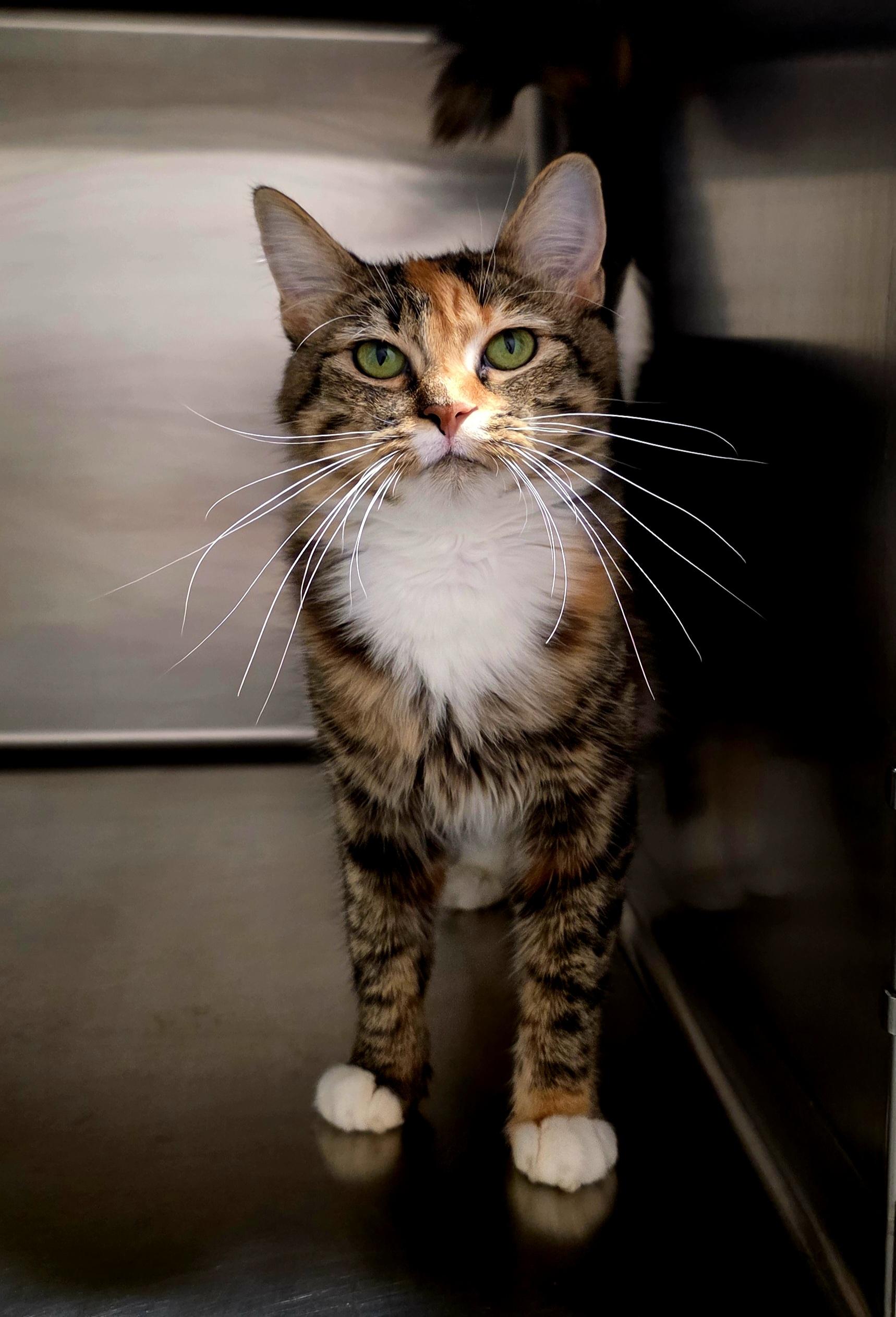 Agate, an adoptable Domestic Medium Hair in Polson, MT, 59860 | Photo Image 1