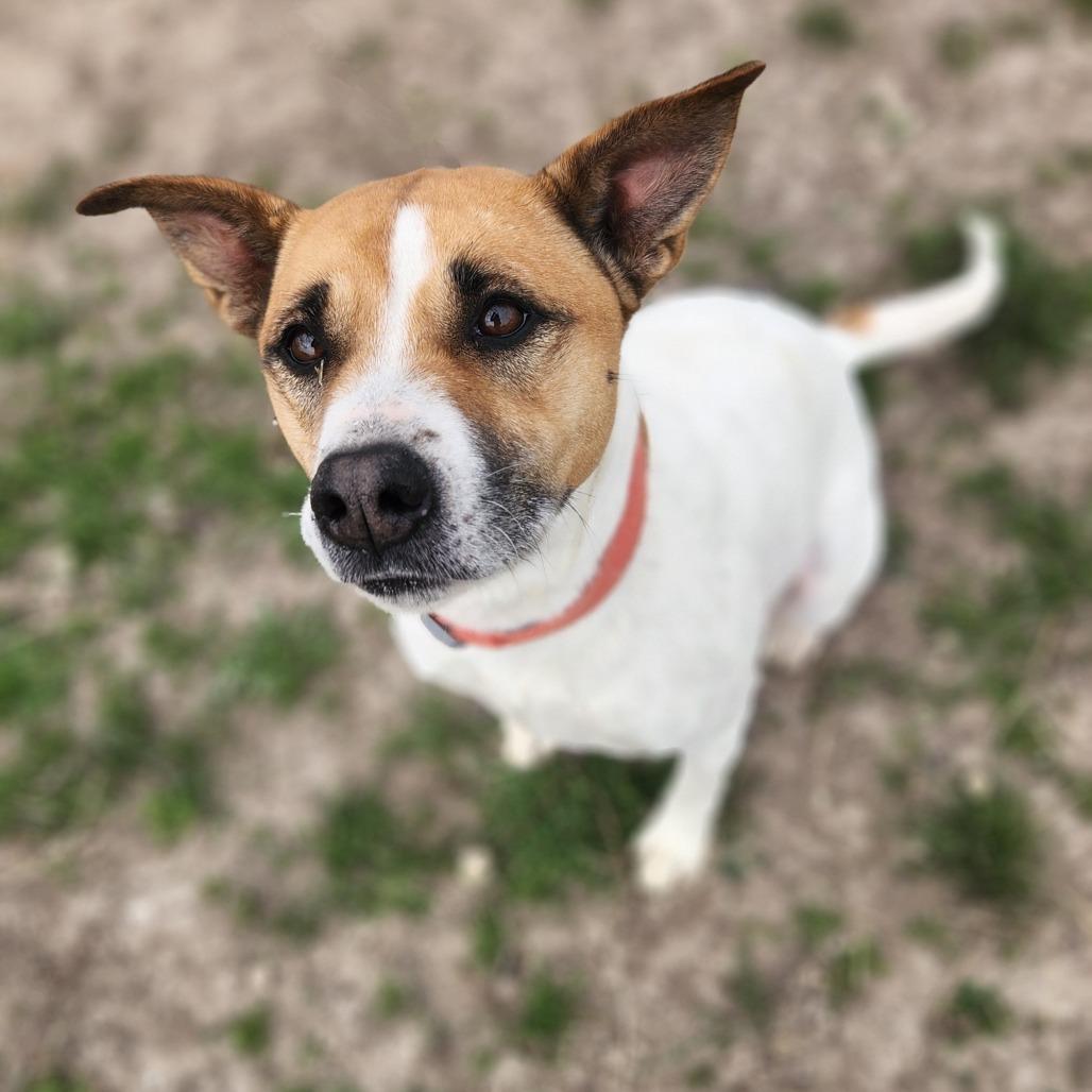 Phoebe LLD, Adult Female Cattle Dog