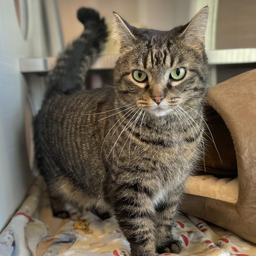 Teddy, Adoptable, Adult Female Domestic Short Hair.