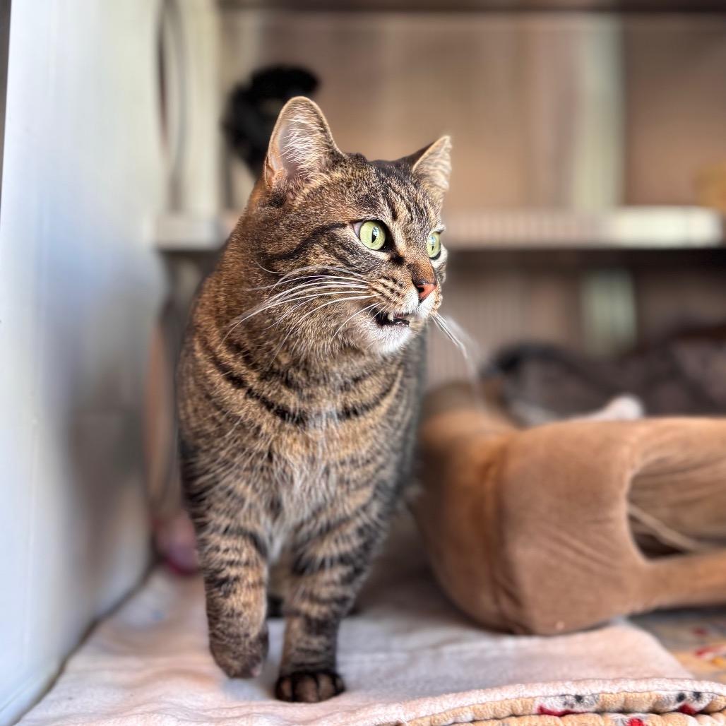 Enlarge Teddy, a Adoptable Domestic Short Hair in Nashville, IN image 2/6